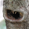 ウッドモンスター