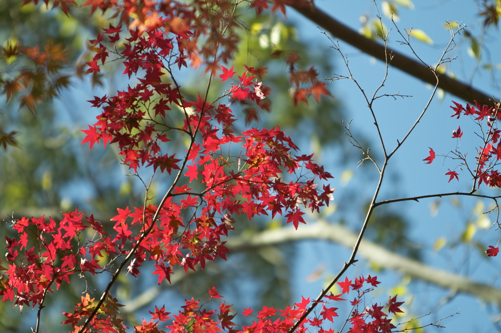 布引きの滝　紅葉