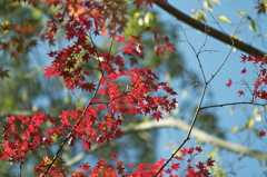 布引きの滝　紅葉