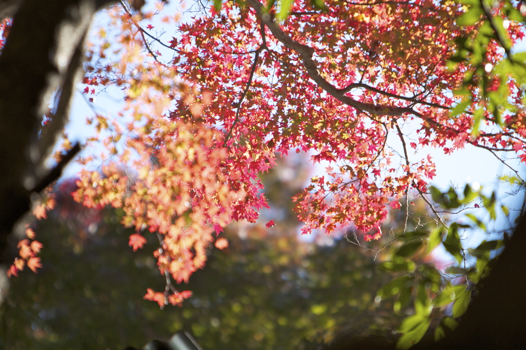 布引きの滝　紅葉