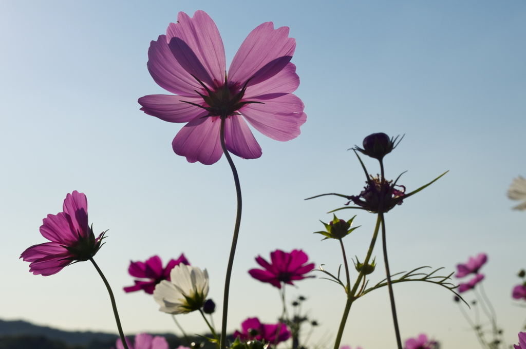 神戸市総合運動公園　コスモスの丘２