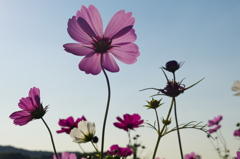 神戸市総合運動公園　コスモスの丘２