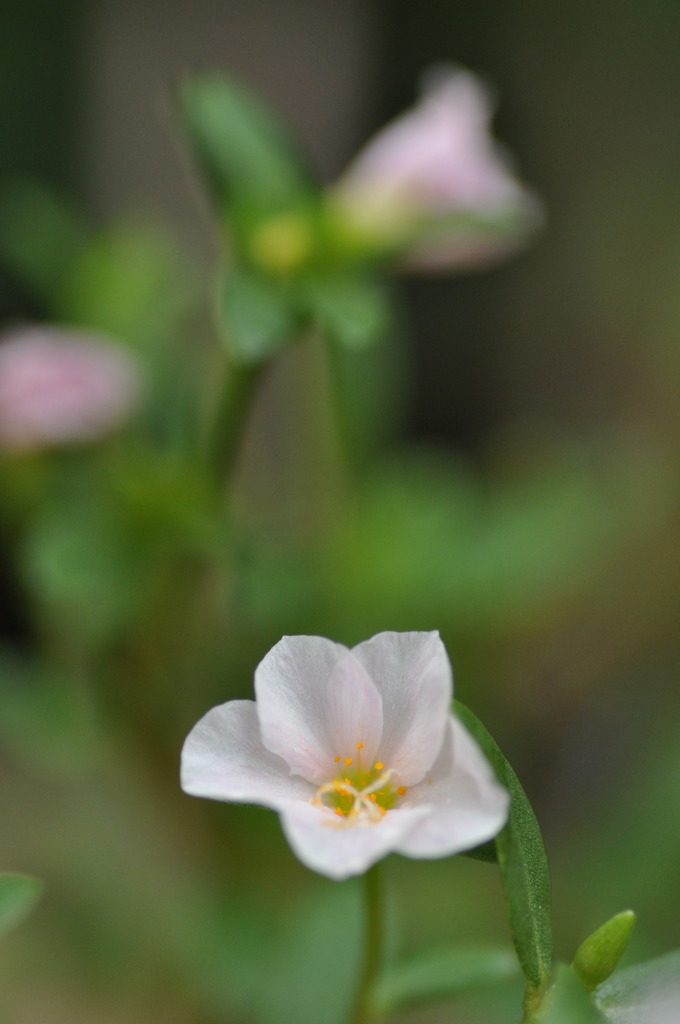 雨上がりの花