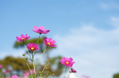 神戸市総合運動公園　コスモスの丘２
