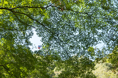 布引きの滝　紅葉