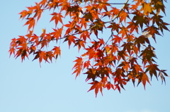 布引きの滝　紅葉