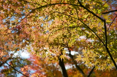 布引きの滝　紅葉