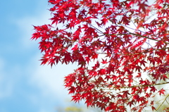 布引きの滝　紅葉