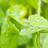 雨上がり６