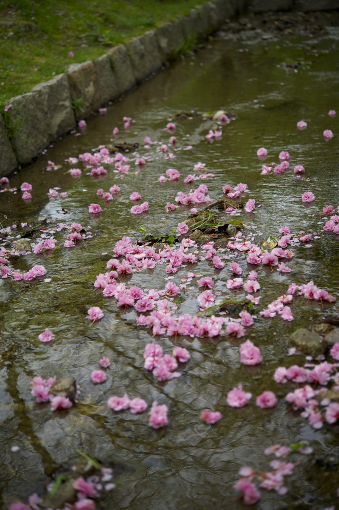 桜散る２