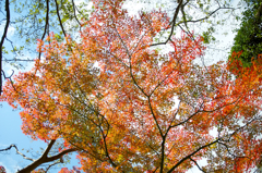 布引きの滝　紅葉