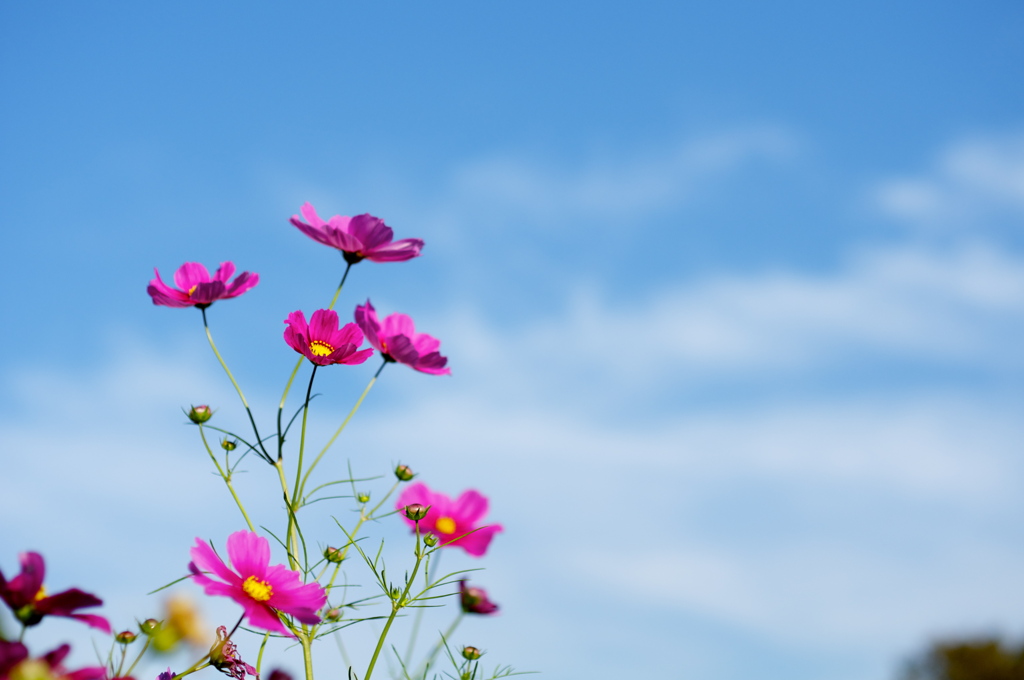 神戸市総合運動公園　コスモスの丘２