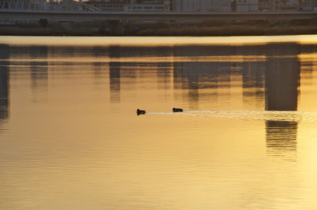 淀川河川敷からの朝陽３