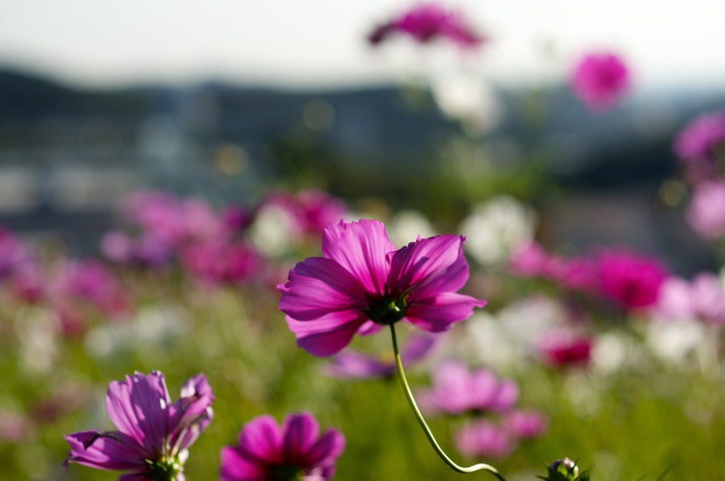 神戸市総合運動公園　コスモスの丘２