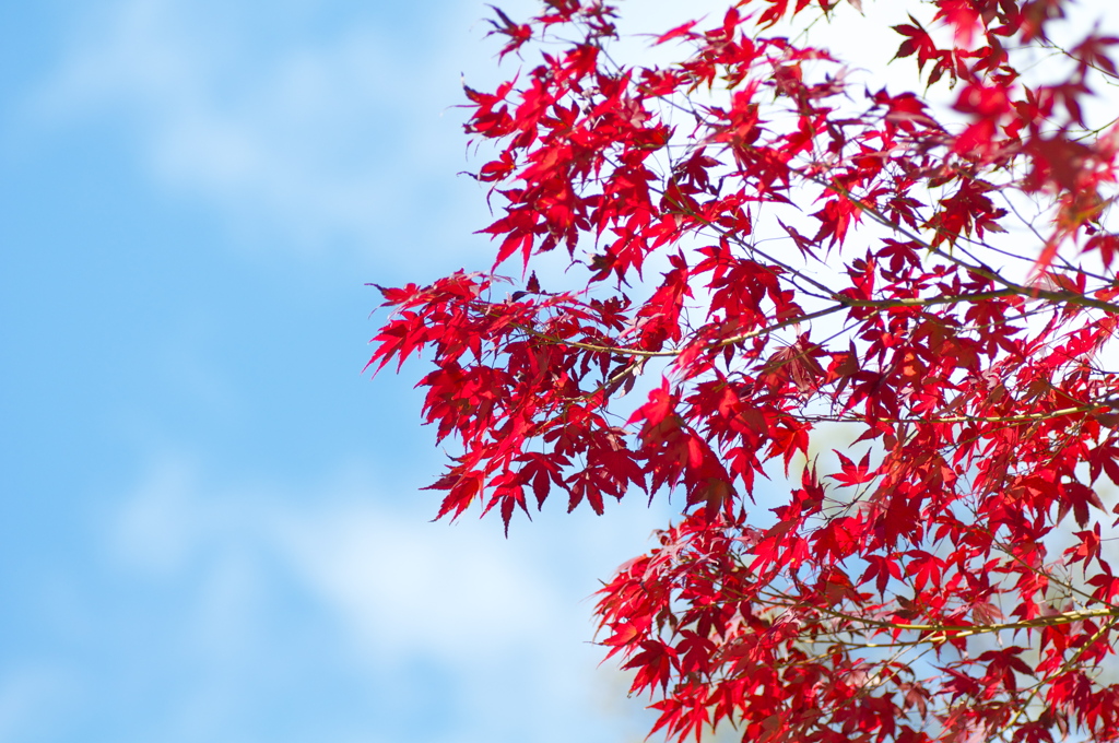 布引きの滝　紅葉