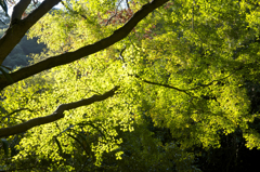 布引きの滝　紅葉