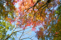 布引きの滝　紅葉