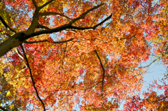 布引きの滝　紅葉