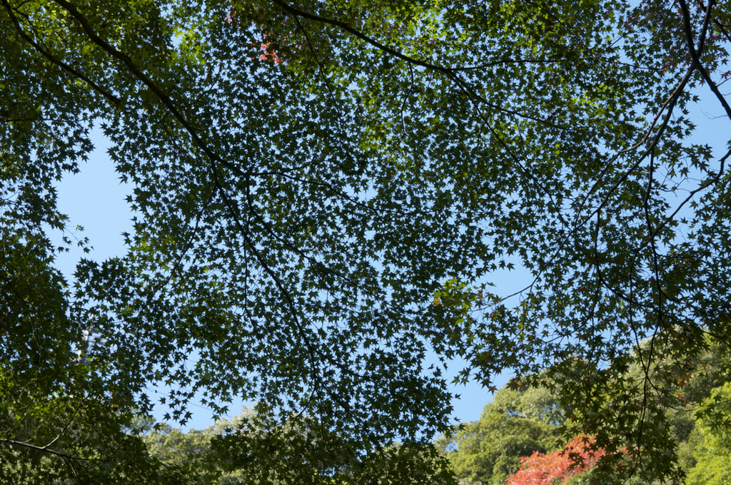 布引きの滝　紅葉