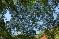 布引きの滝　紅葉