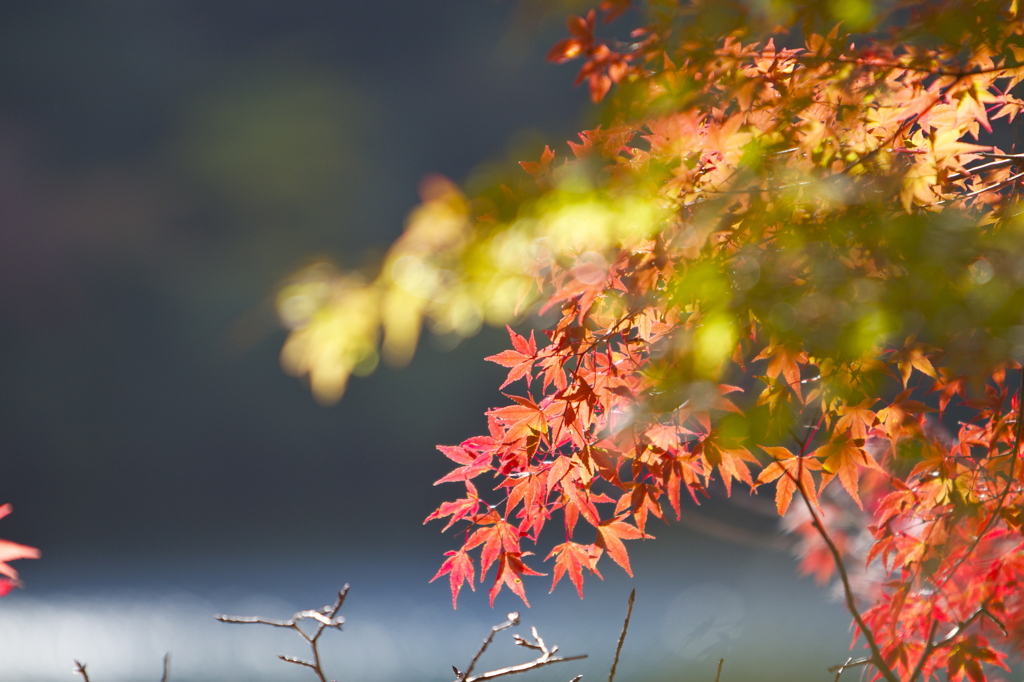 布引きの滝　紅葉