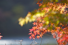 布引きの滝　紅葉