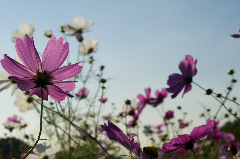 神戸市総合運動公園　コスモスの丘２