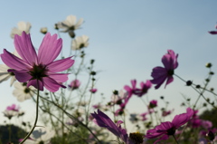 神戸市総合運動公園　コスモスの丘２