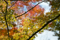 布引きの滝　紅葉