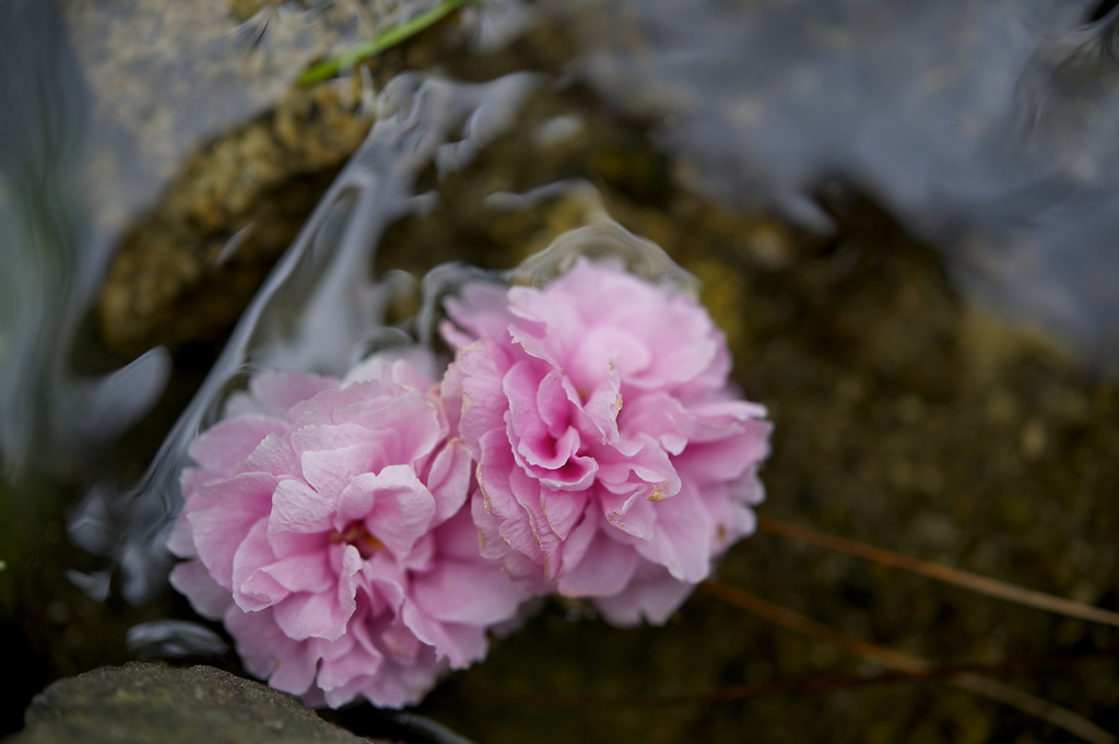 桜散る１