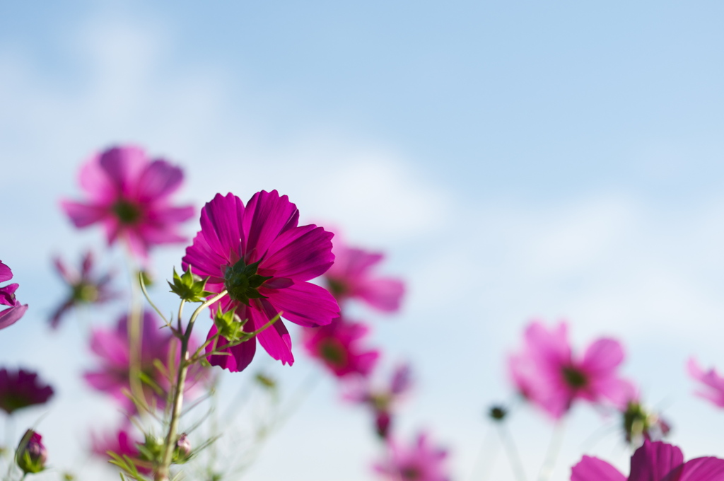 神戸市総合運動公園　コスモスの丘２
