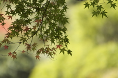 布引きの滝　紅葉