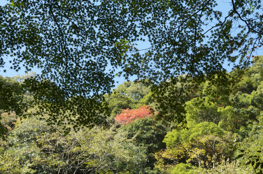布引きの滝　紅葉