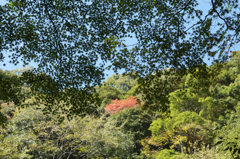 布引きの滝　紅葉