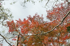 布引きの滝　紅葉