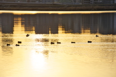 淀川河川敷からの朝陽５