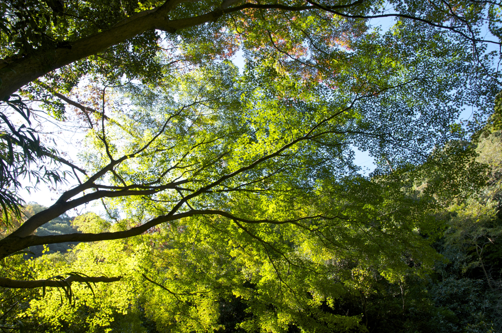 布引きの滝　紅葉