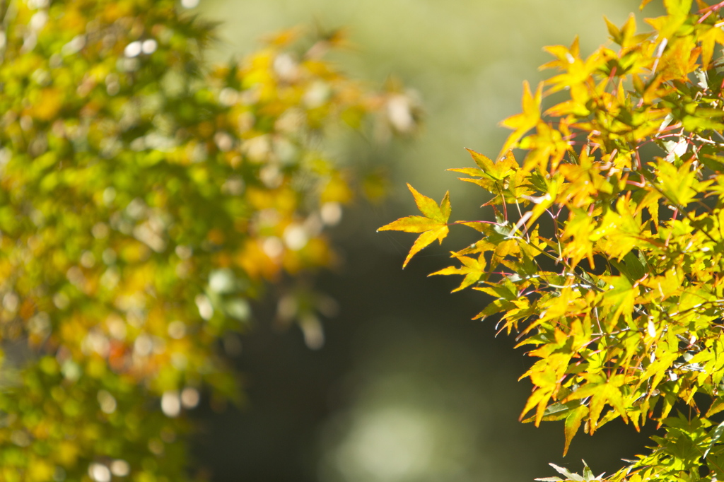 布引きの滝　紅葉