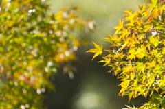 布引きの滝　紅葉