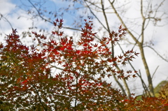 布引きの滝　紅葉