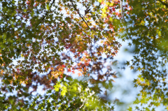 布引きの滝　紅葉