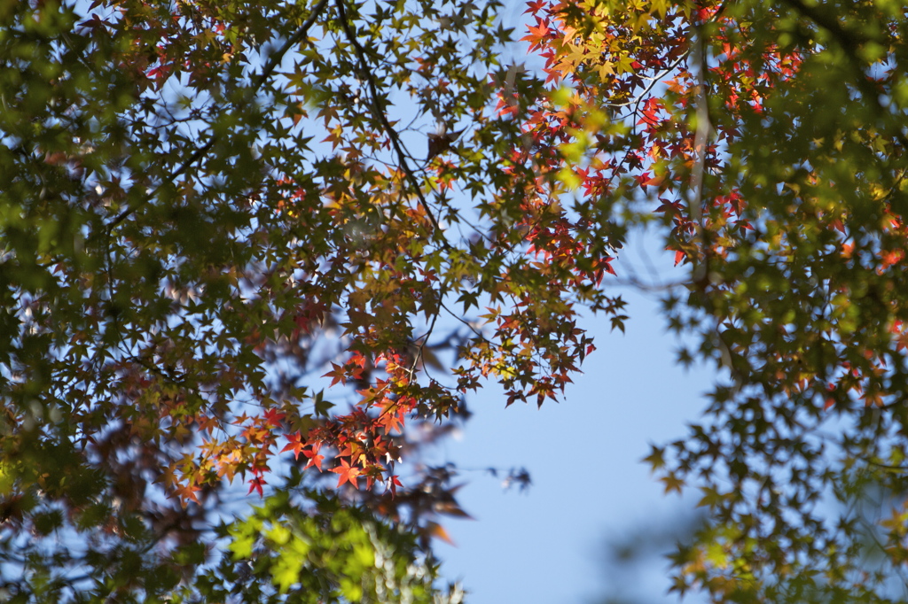 布引きの滝　紅葉