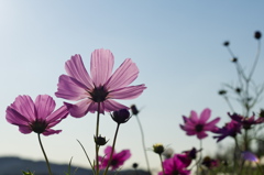 神戸市総合運動公園　コスモスの丘２