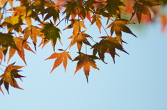 布引きの滝　紅葉