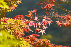 布引きの滝　紅葉