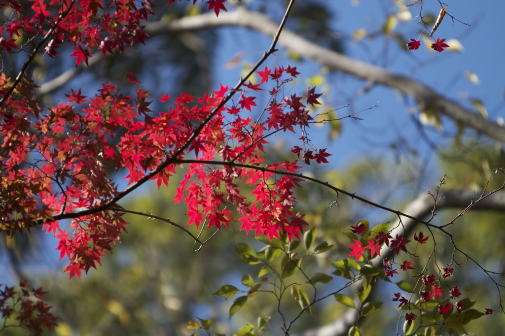 布引きの滝　紅葉