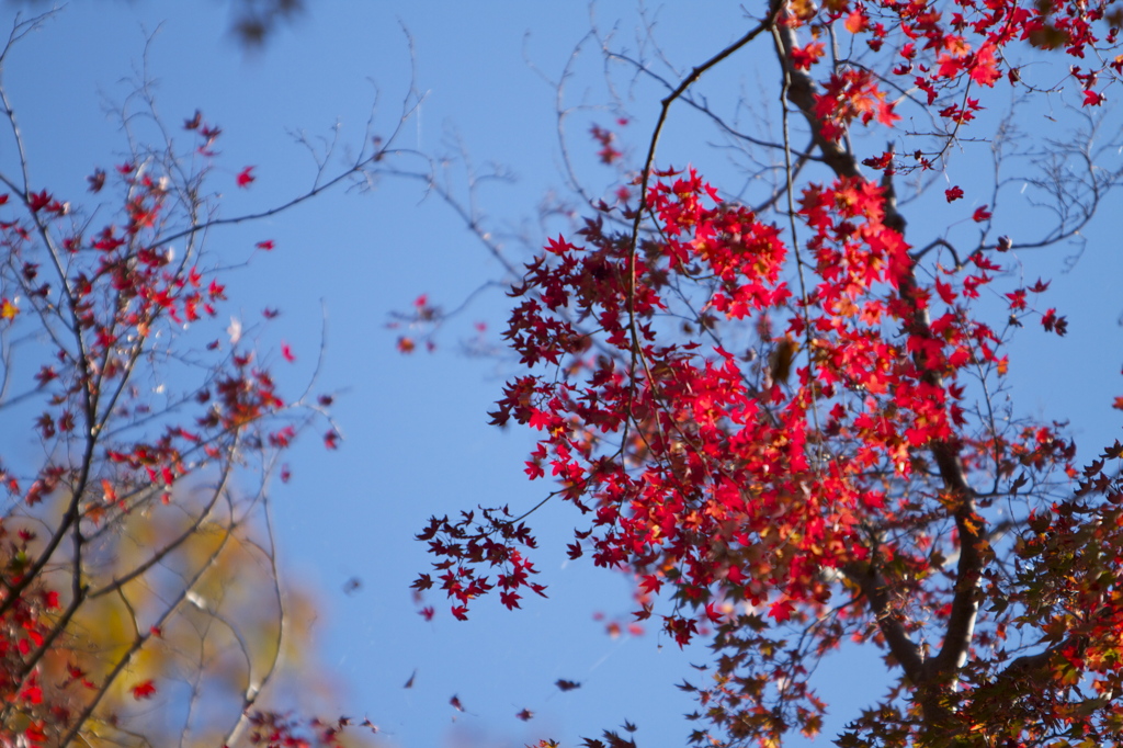 布引きの滝　紅葉