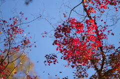 布引きの滝　紅葉