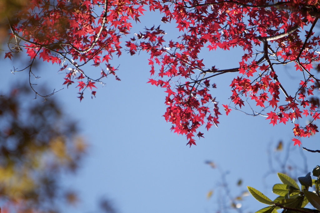 布引きの滝　紅葉
