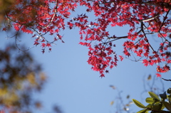 布引きの滝　紅葉